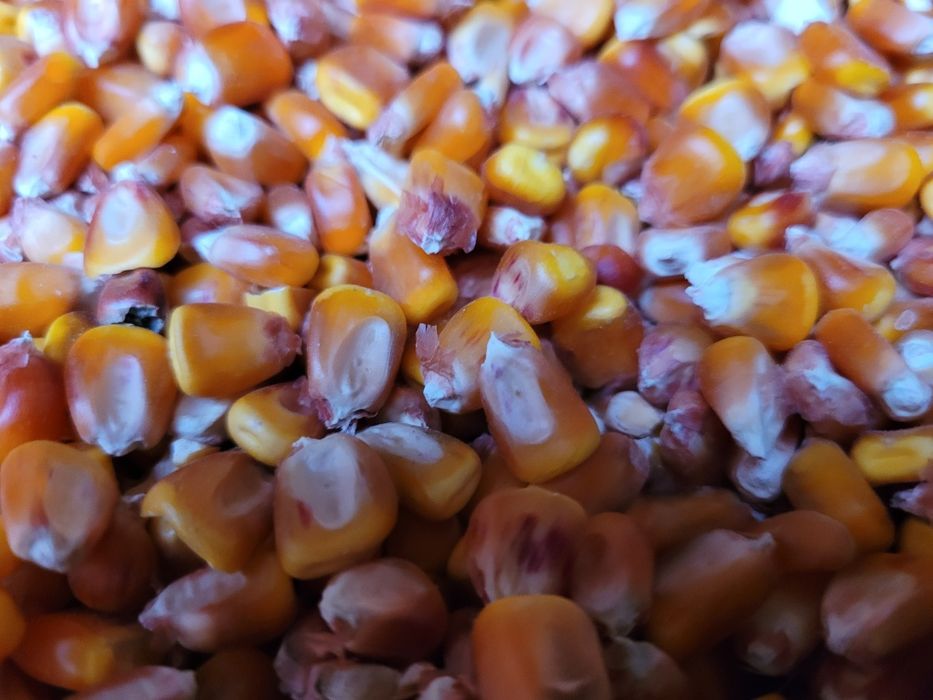 Porumb Malai Boabe de vanzare