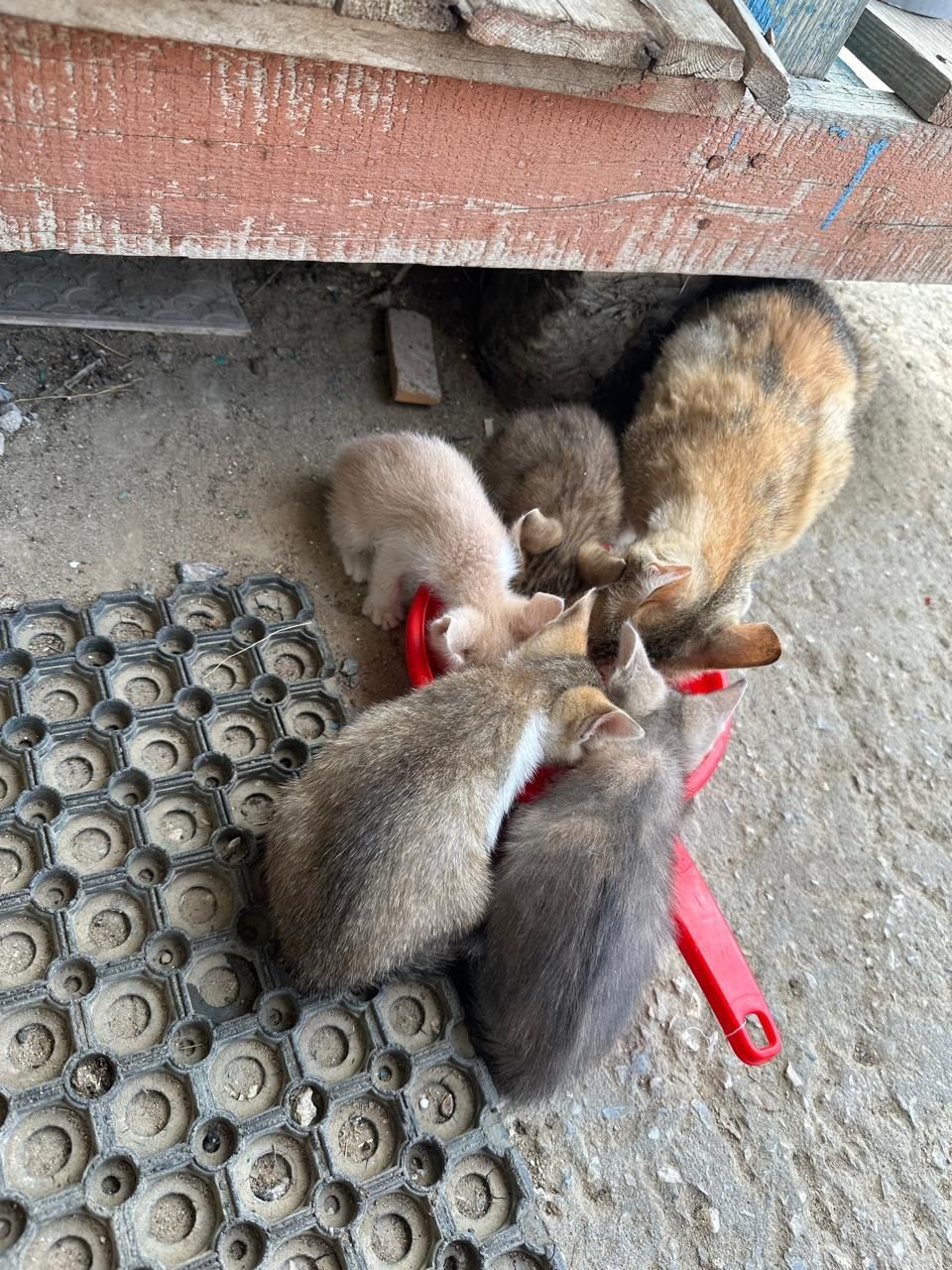 Котёнок 1,5 месяца
