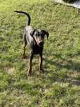 Donez pui , rasa doberman