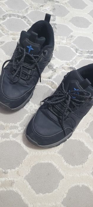 T.taccardi осень /весна