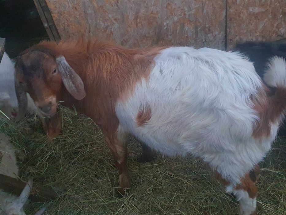 Vind Tap Anglonubian