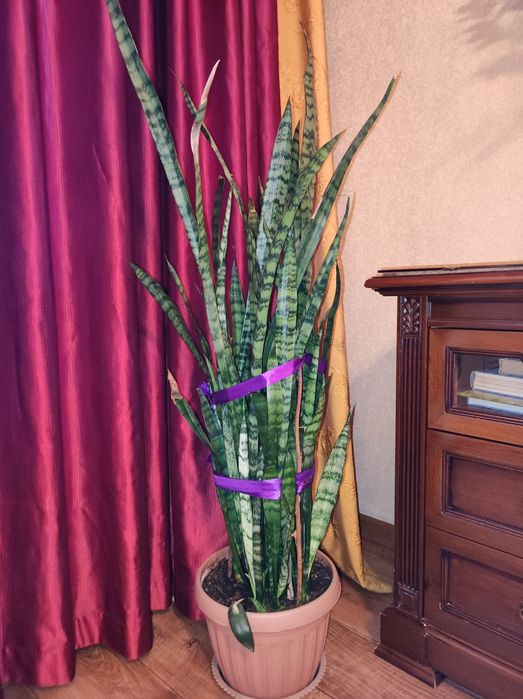 Комнатное растение Сансевиерия.