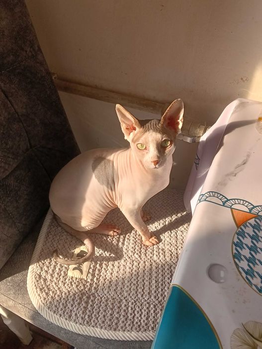 Продам Донского сфинкса не кострированного