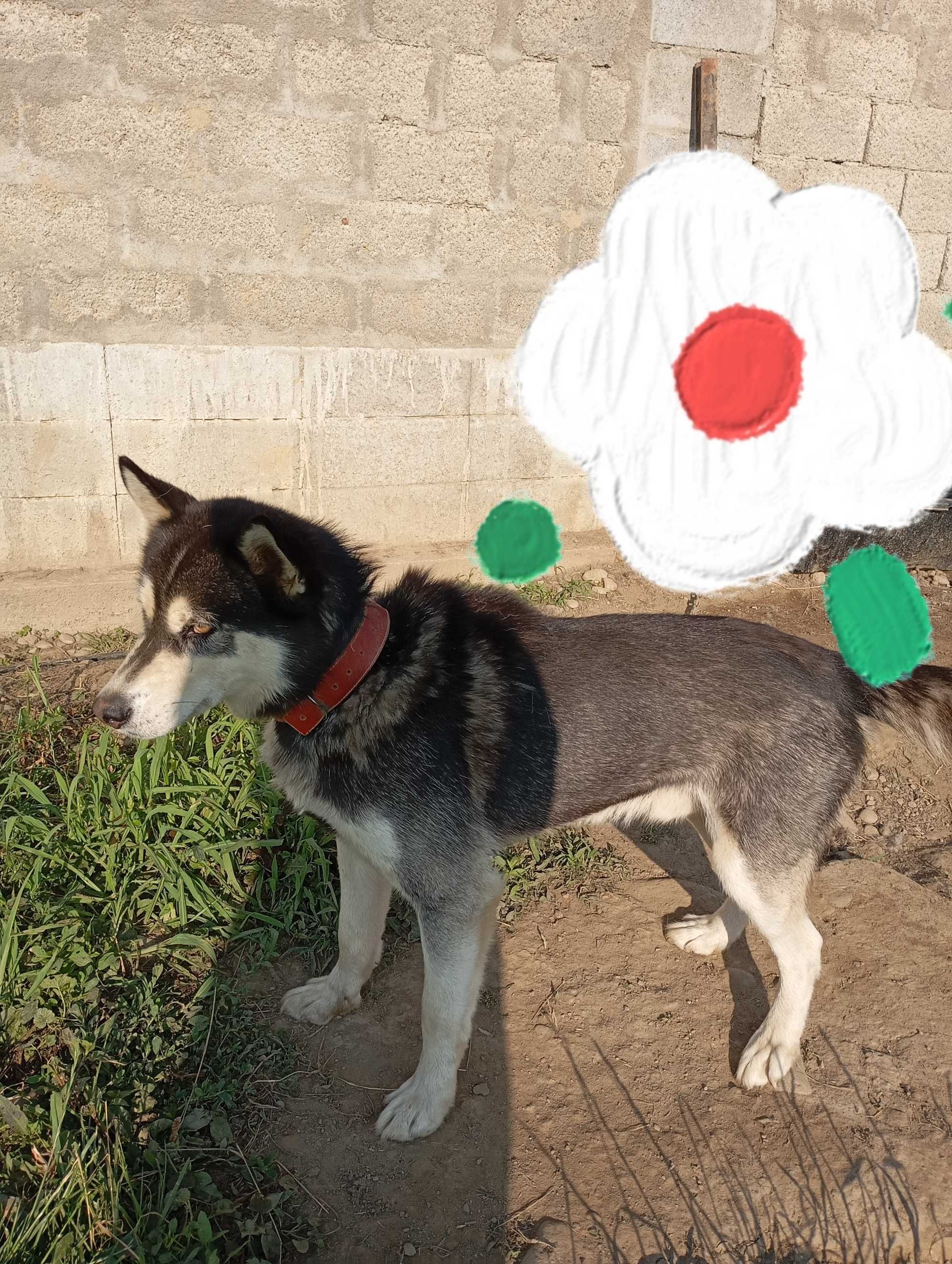 Donez mascul Husky~ 3 ani