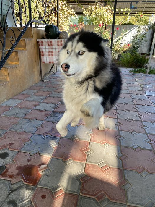 Вязка Хаски