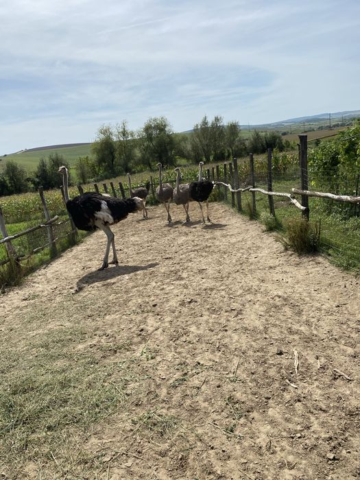 Struti maturi 2 masculi si 3 femele