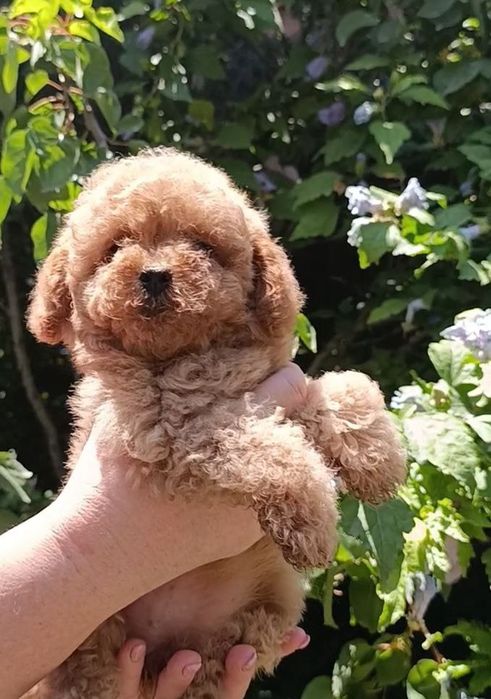 Продаются щенки карликового пуделя