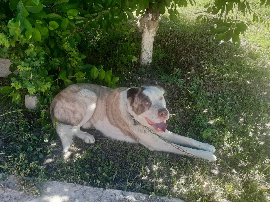 Ала Алабай сатылады