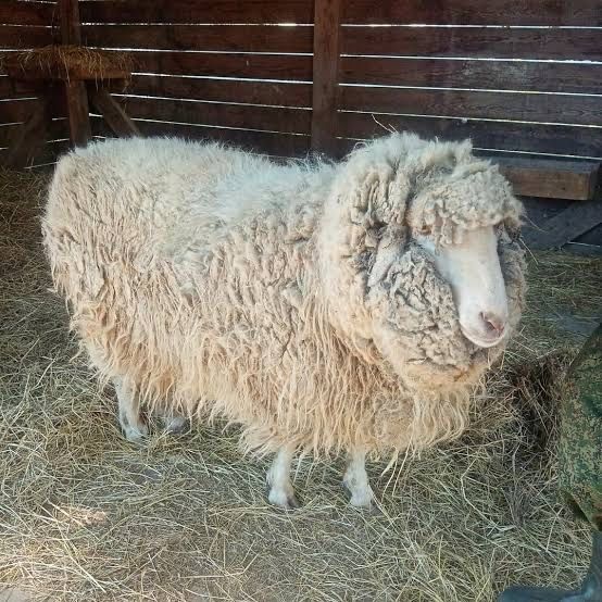 Продам баранов не писать, только звонить