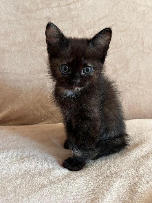 Дарю замечательную девочку.