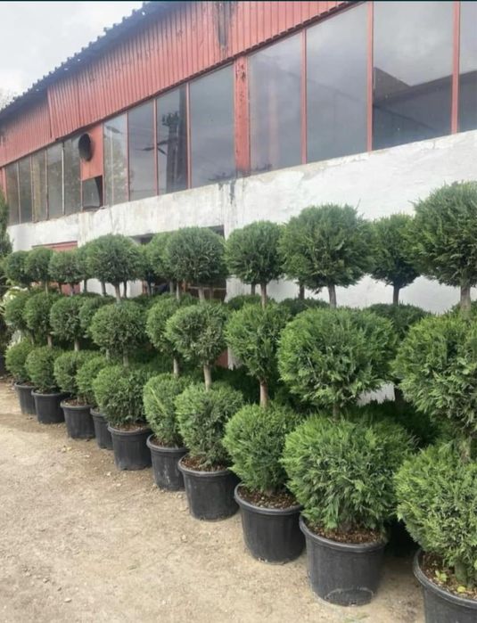 Tuia smaralad leylandii palmieri mesteacan orice planta ornamentala