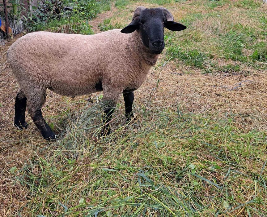 Vand 6 oi Suffolk gestante