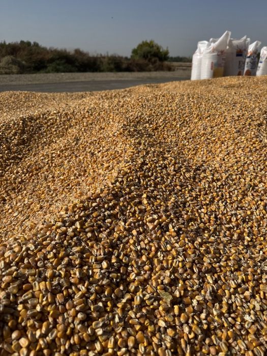 Маккажухори.сотилади 20 тонадан ошик.