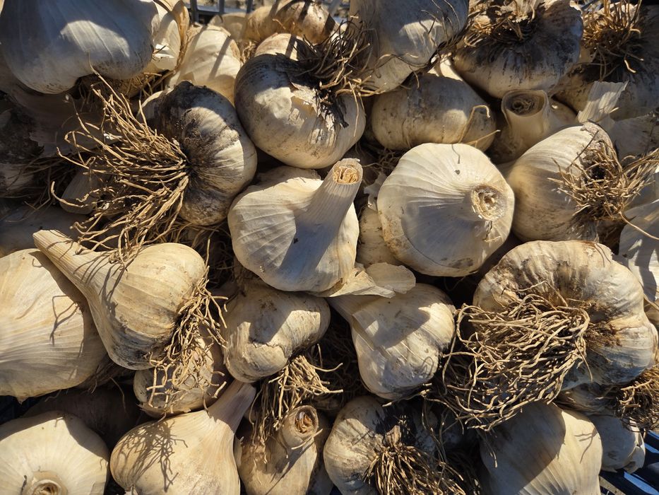 Vând usturoi de toamna