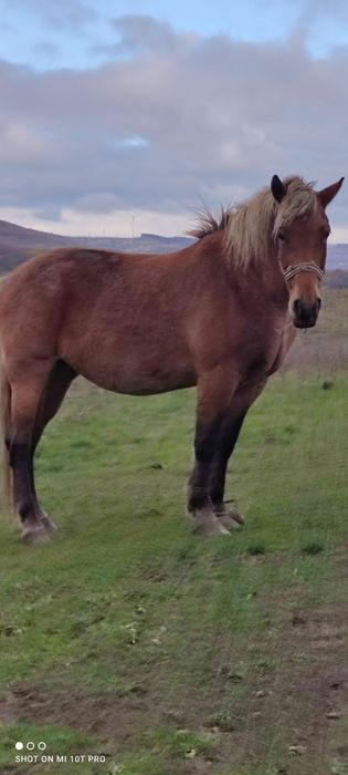 Vând 2 iepe gestante și o mânză de un an jumate