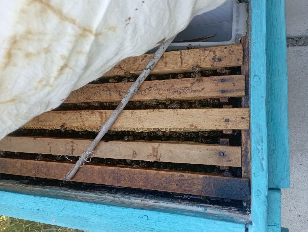 Asalari oilasi sotiladi