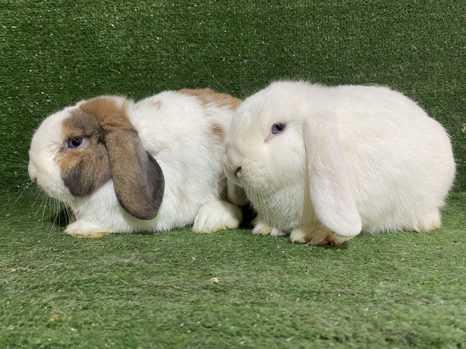 Sotiladi Karlik baran quyon para , продается карлик баран пара