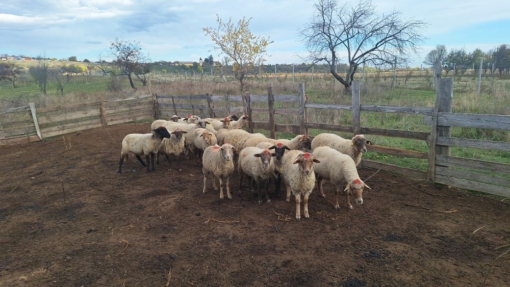 Oi tigaie de vanzare