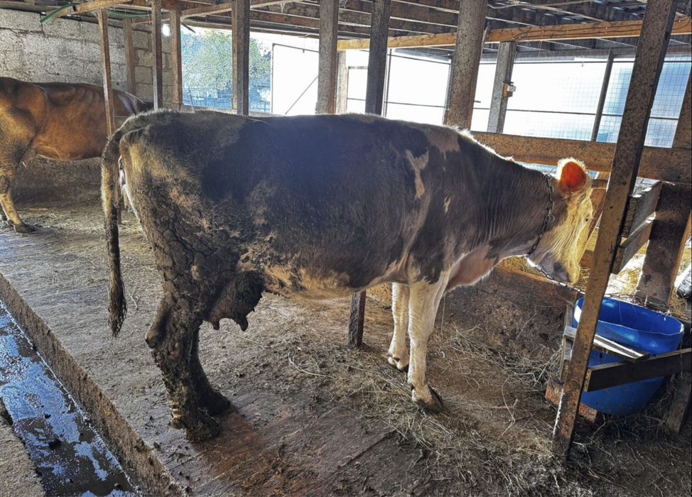 Коровы на мясо сатам