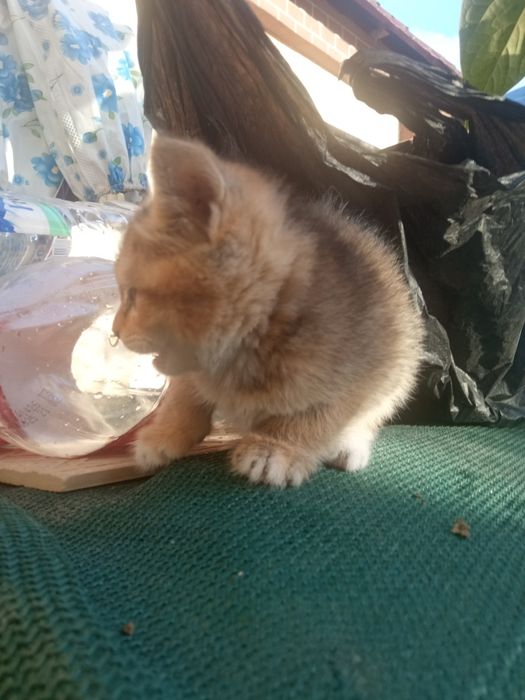 Продаются котята скотиш фолд