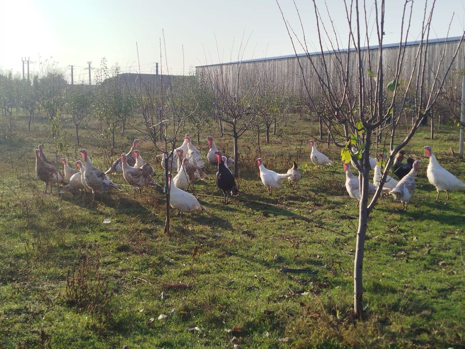 Curci și curcani de vânzare