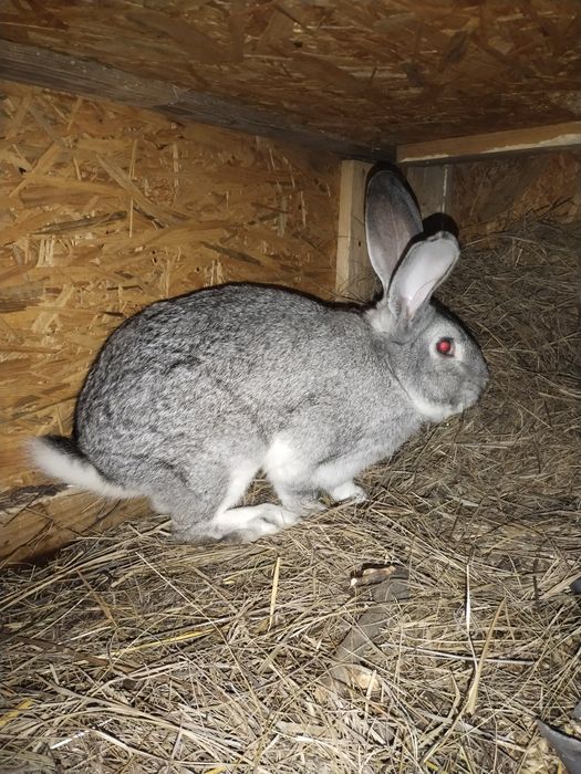 Продам крола 1год.