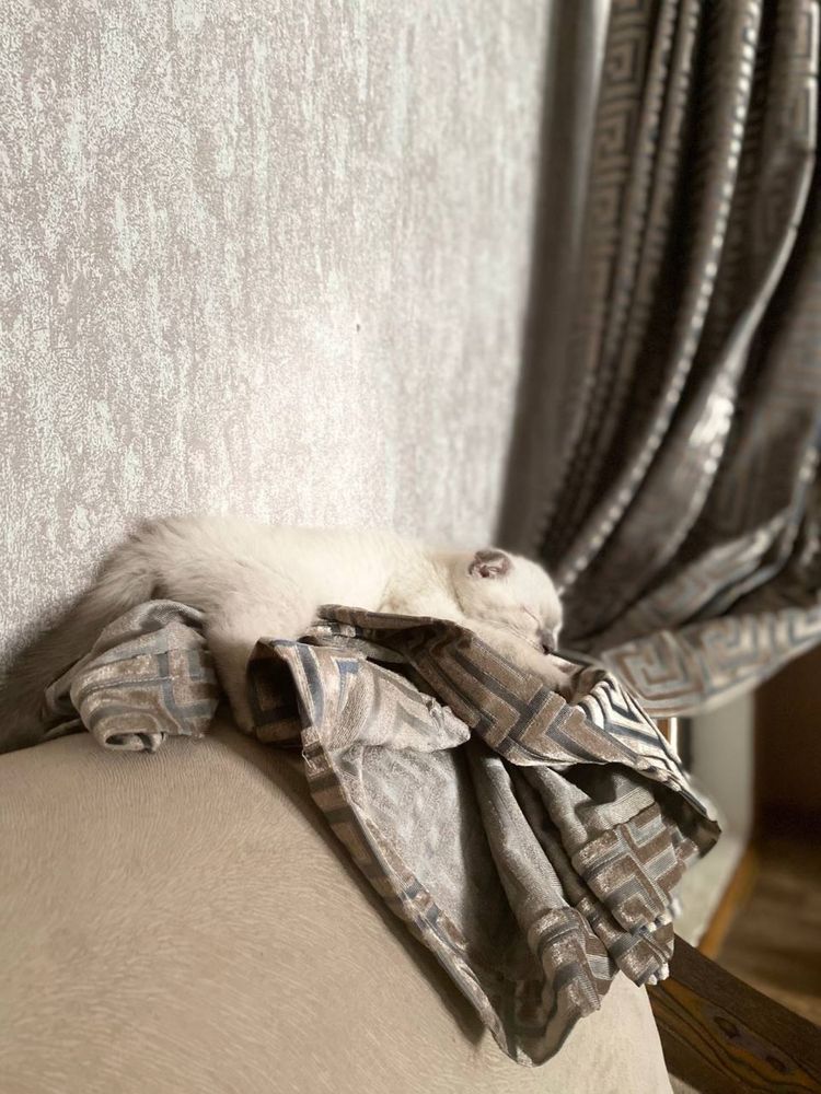 Котёнок маленький