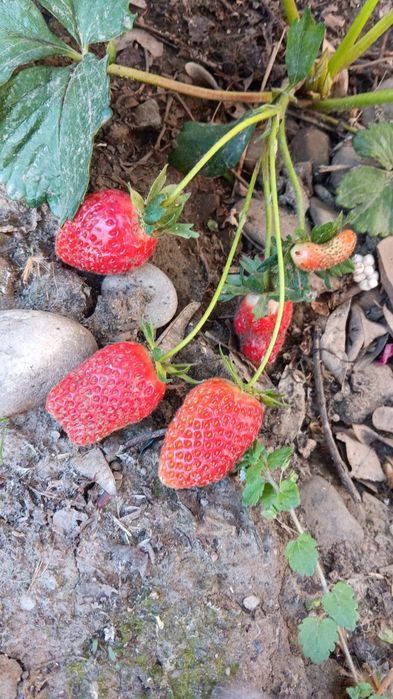 Stoloni de căpșuni Albion remontat 0,50 bani buc