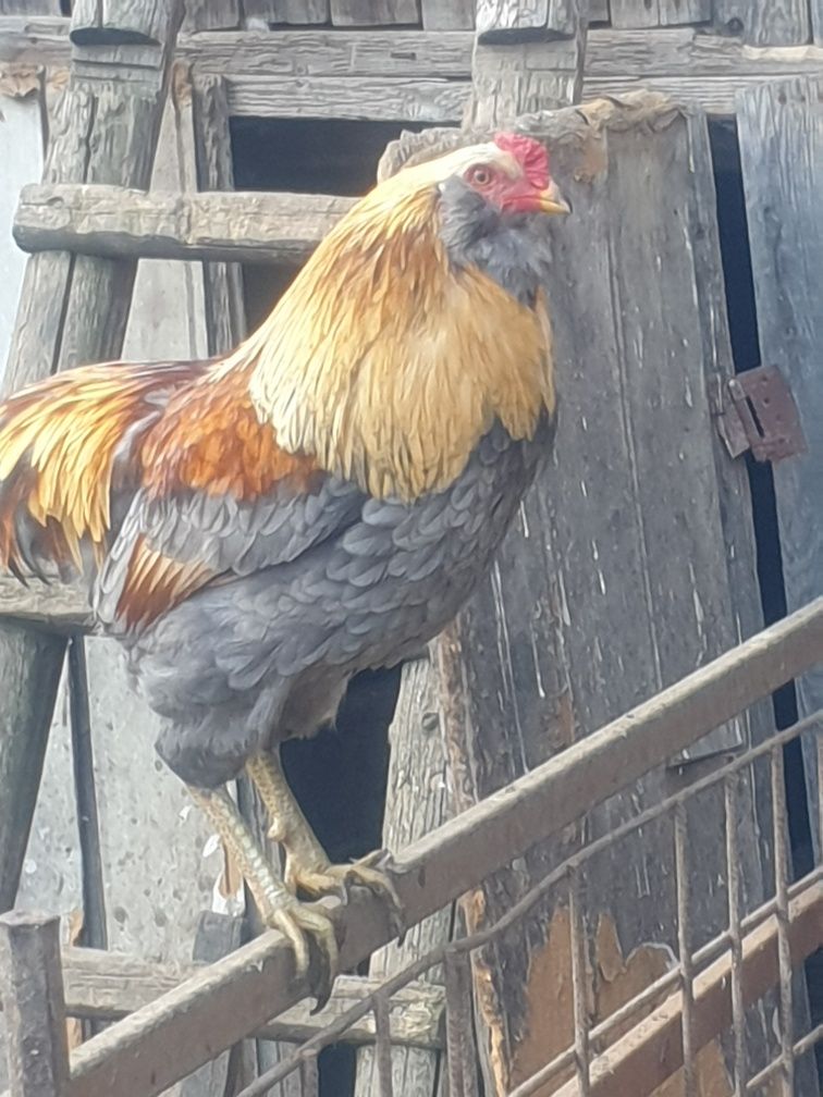 oua incubat araucana ,australorp ,mii de flori pitica