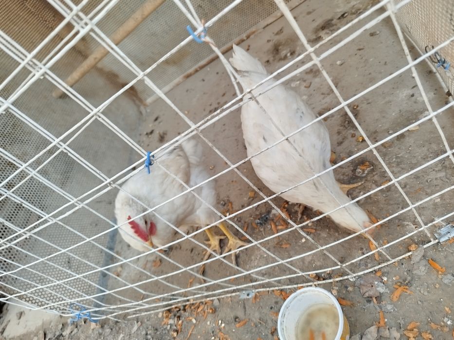 Tovuq sotiladi Продается курица