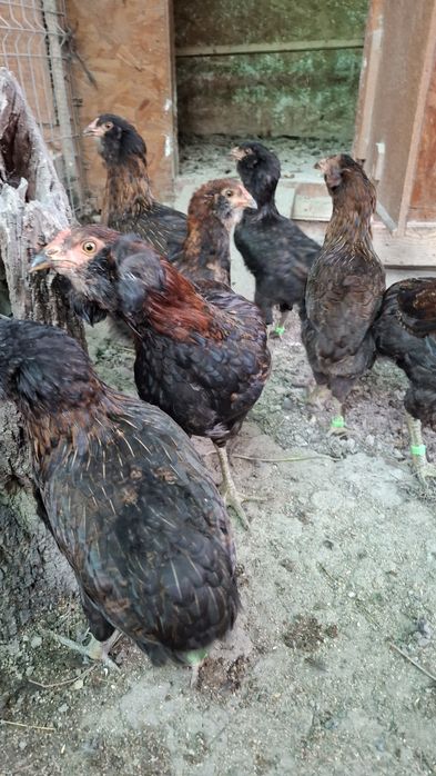 Araucana potarnichiu salbatic.