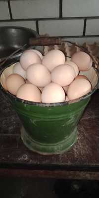 Продаем домашние яйца