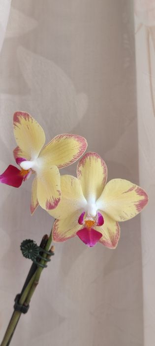 Орхидея фаленопсис