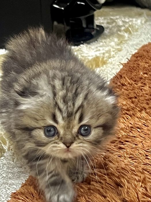 Шотланский Скотиш Фолд!