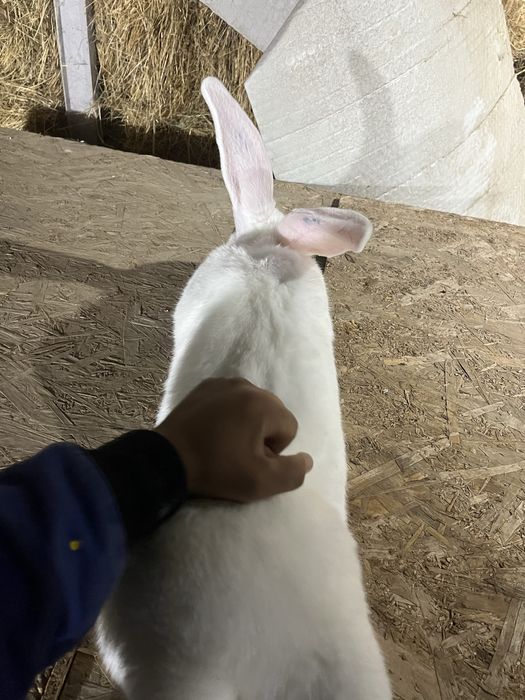 Urias Transilvania Urias Alb