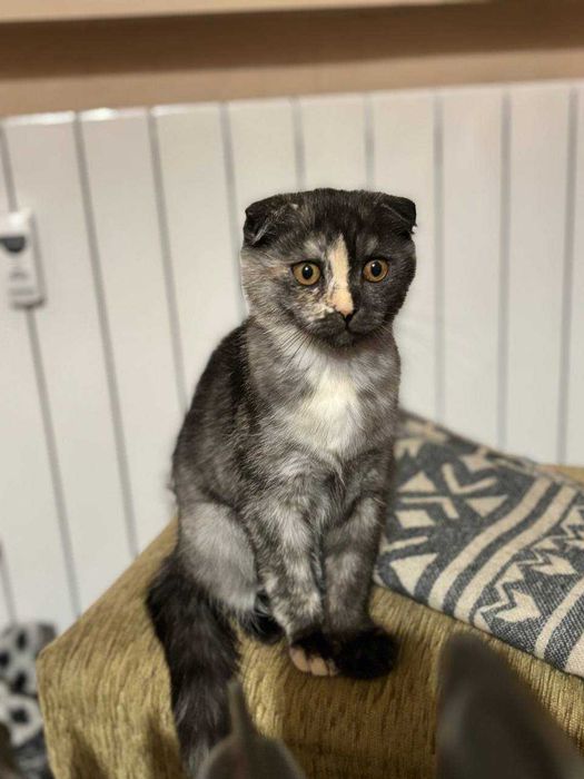 Женско коте шотландска клепоуха