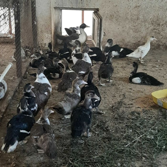 Мясо домашних индоуток (90-180 дней, 1,5-4кг)