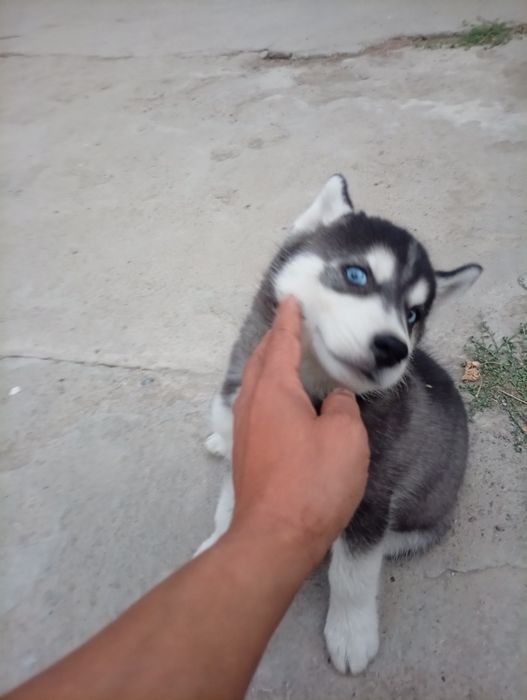 Jdjjdjjdjjdjjjjf