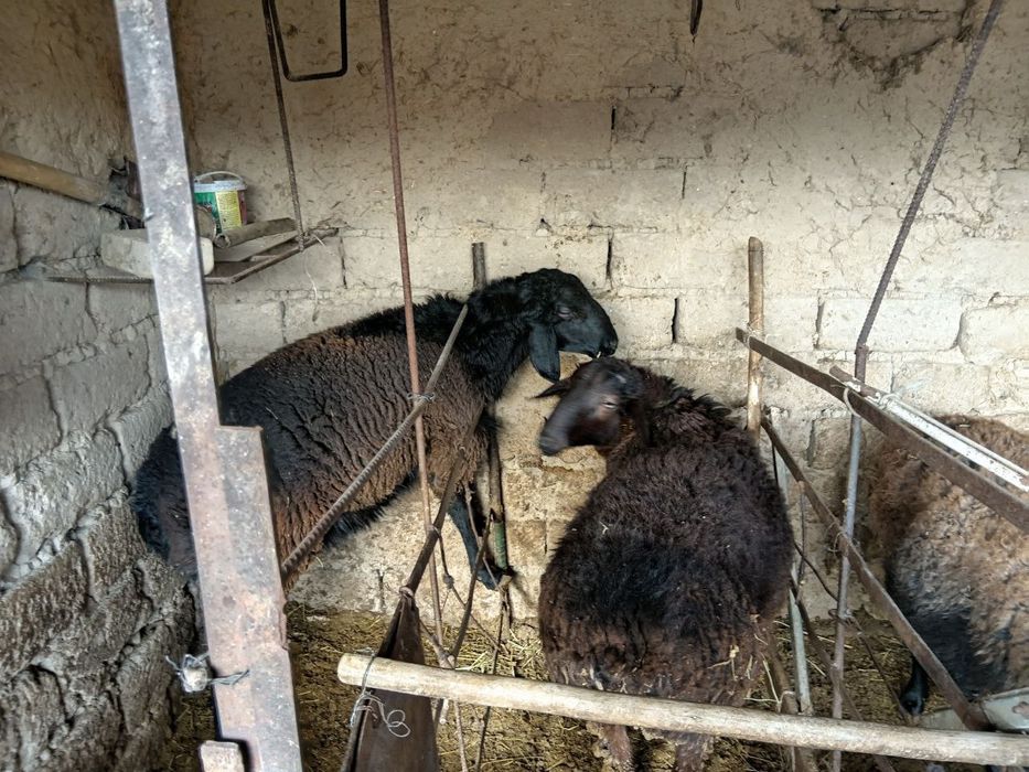 Кучкор куйлар сотилади