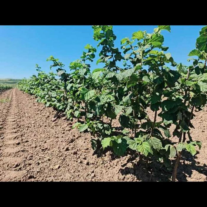 Va ajutam cu infiintarea livezilor/subventionate de stat.Nuci/Aluni-RO