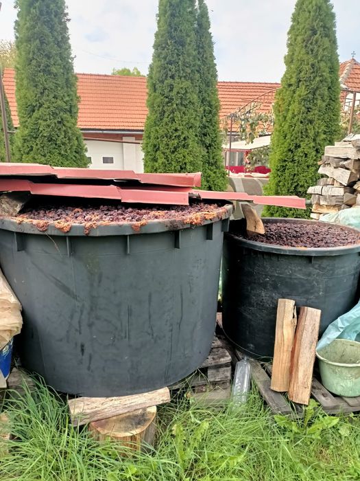 Vand prune pentru palinca