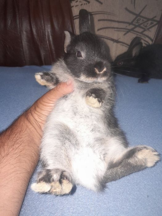 Iepurasi pitici pt copii cuminti