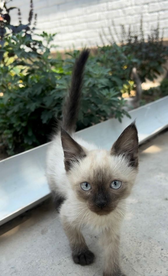 Котята крысоловы