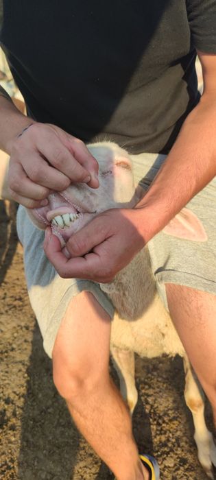 Berbeci de vânzare Iasi