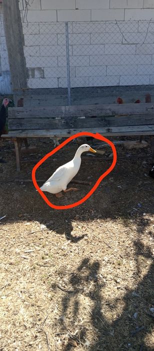 Vând sau schimb rate indiene