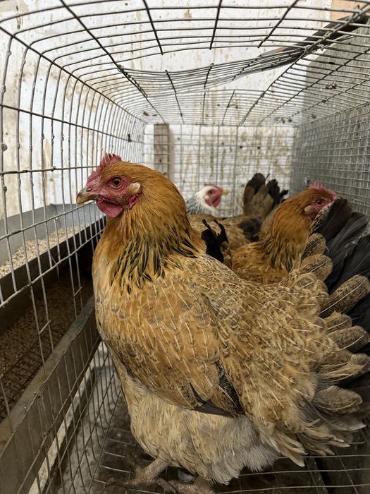 Куры кучинской породы