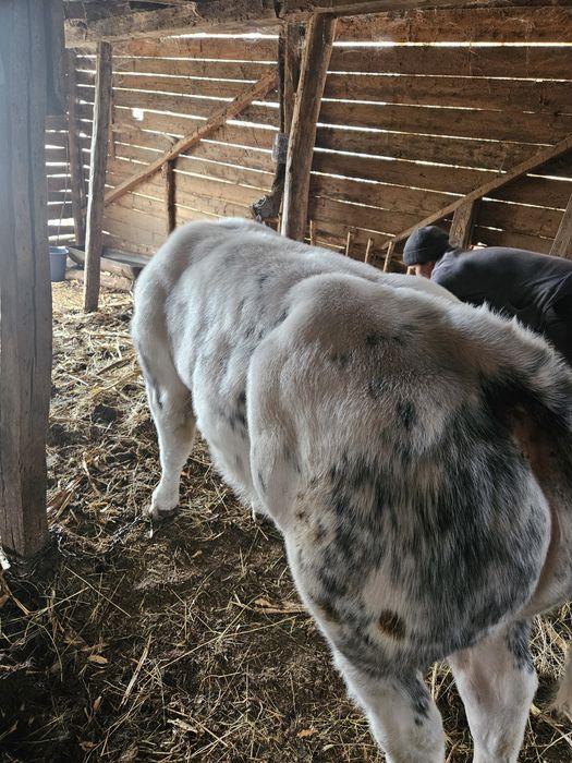 Vitel albastru belgian