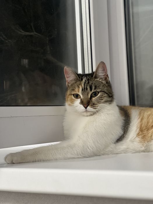 Отдам кошку в добрые руки