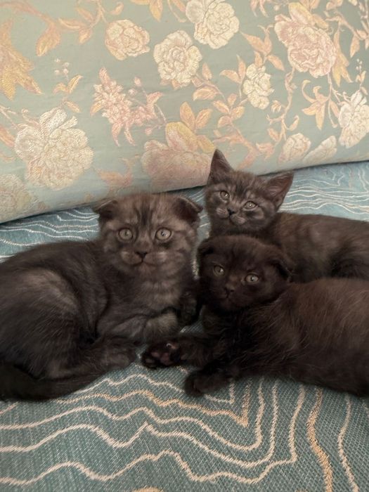 Вислоухие котята