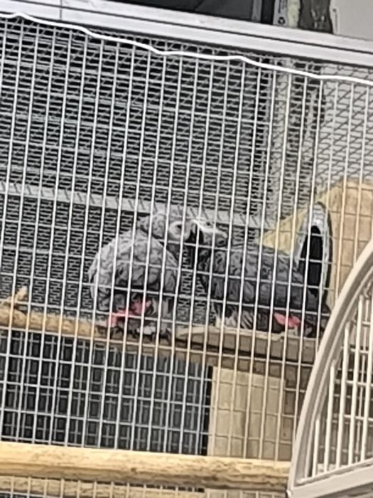 Жако пара ишлаган  сотилади